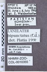 Etikette zu Lanelater bipunctatus (NHMW-ZOO-COL-0010355)